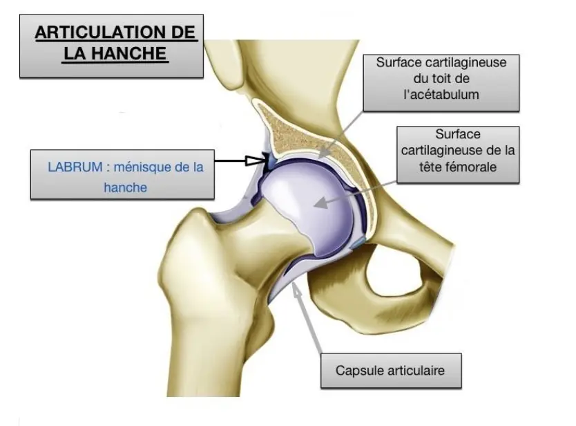Anatomie et biomécanique de la hanche chez l’adulte : stabilité, mobilité et contraintes articulaires 