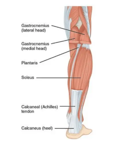 Image Prise en charge des lésions musculaires du mollet : vers une rééducation progressive et fonctionnelle 
